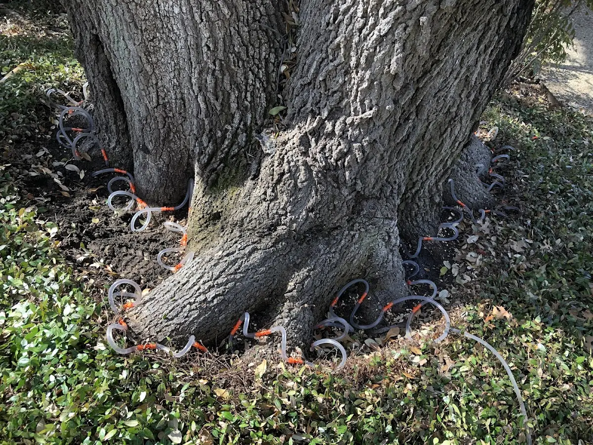 Detailed Tree Cabling and Bracing job site in Lomita