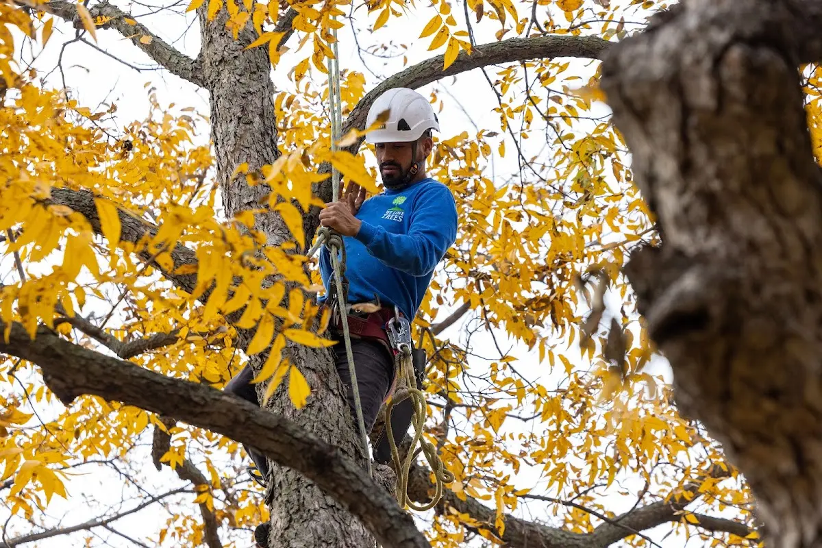 Skilled Tree Trimming crew working in Lomita